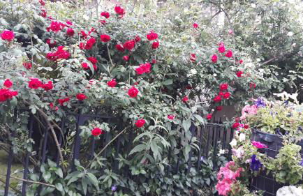 El Giardino delle Rose..... - Foto 20