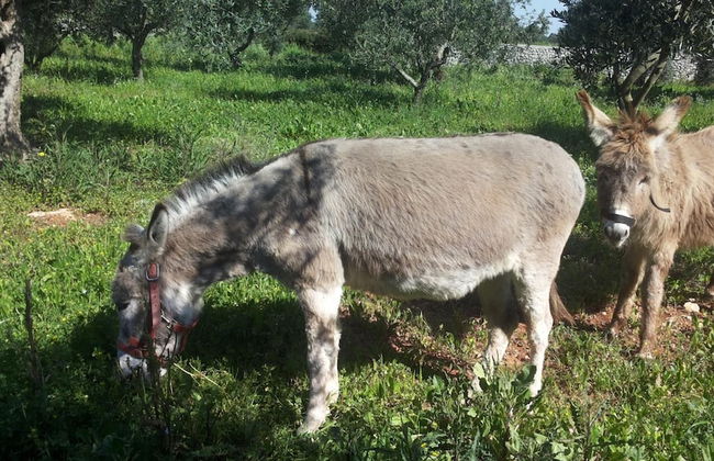 Agriturismo Specchiarussa - Foto 40