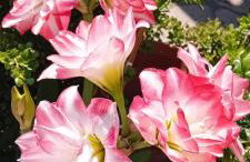 The house of joy - Foto 26