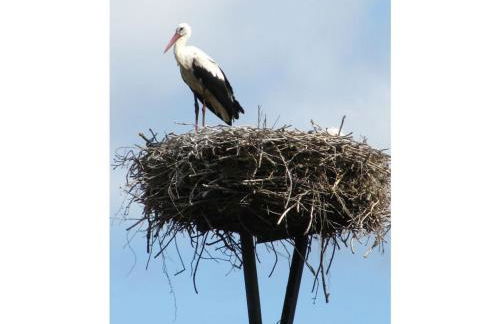 Villa Romantica Lenzen - Foto 28