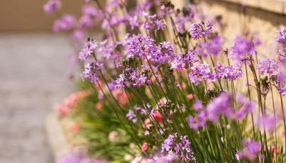 Apartamentos el Proel - Foto 5