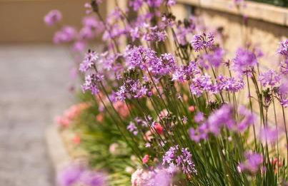 Apartamentos el Proel - Foto 5