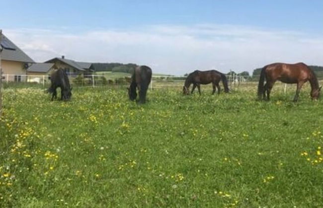 Ferienhof Schonmetzler - Photo 13