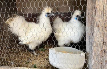 Tropical House - Foto 41