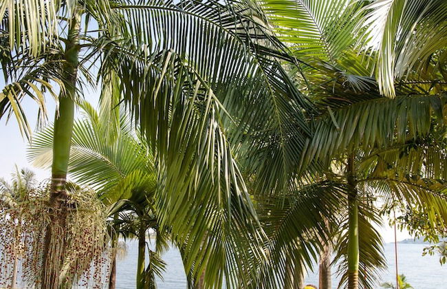 Room in Lodge - Find a Quiet Beach Resort at Rushel Kivu Resort! - Foto 33