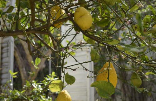 Villa Aurea - Foto 77