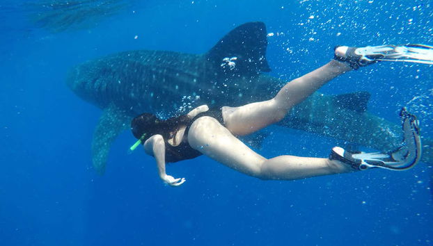 Swimming with Whale Sharks in Isla Mujeres - Foto 2