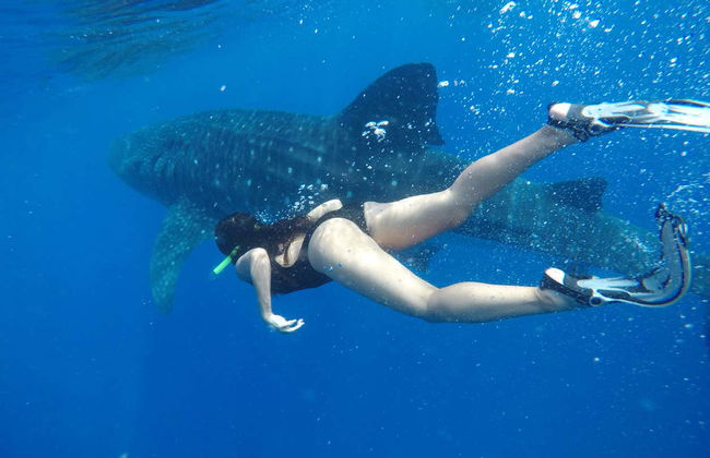 Swimming with Whale Sharks in Isla Mujeres - Foto 2