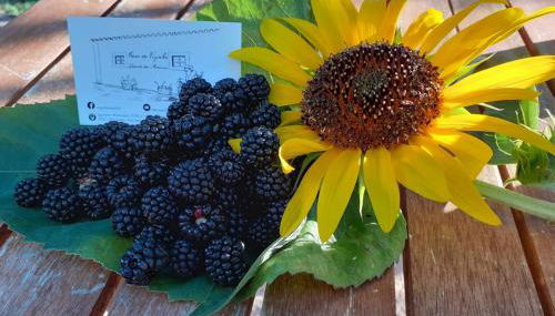 CASA DA VIZINHA, QUINTA DAS MEMÓRIAS - Foto 5