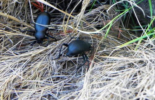 Mas de Muñoz - Foto 17