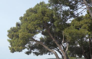 Apartments Stefani - Foto 66