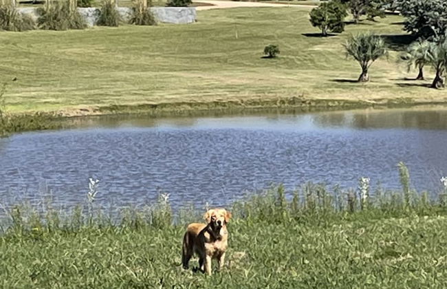 La Picarona - Foto 12