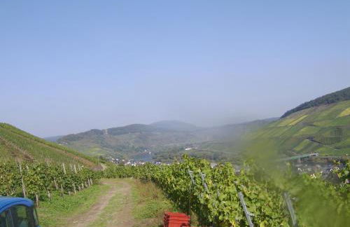 Weingut Matthias Dauns - Foto 31