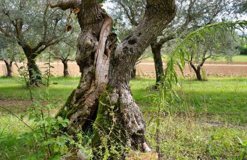 Colombaia Anibaldi Rooms - Foto 78