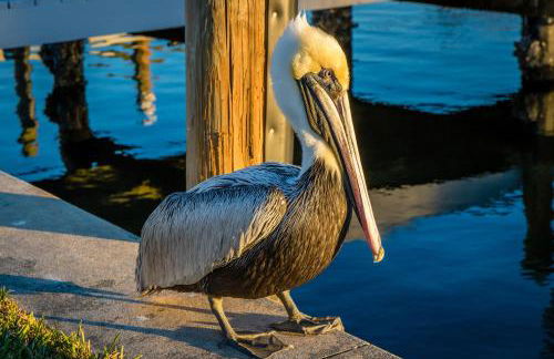 MALU LANI Inn & Marina - Foto 17