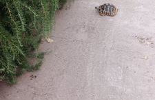 App Bonić - Foto 53