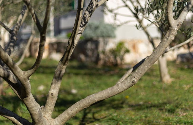 Olive Eden - Foto 46