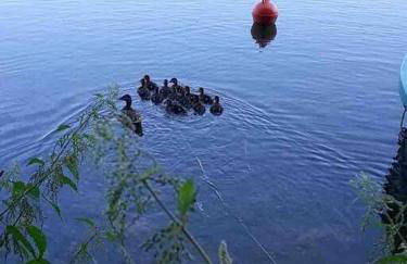 Chalet Charmant rénové au bord du Lac St Point - Foto 50