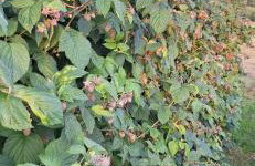 Apartament pod laskiem - Foto 14