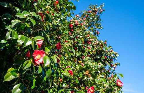 Quinta das Lamas - Antiga Adega - Foto 32