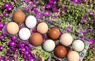 Harley Davidson Ranch Glampling With Kids Play Zone - Foto 35