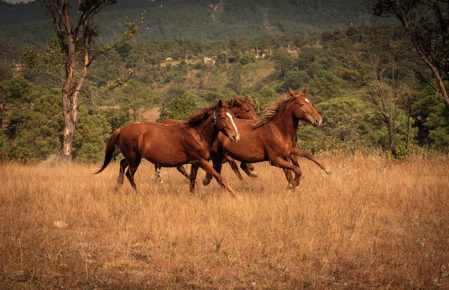 Rancho con Caballos El Reencuentro - Foto 36