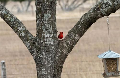 Serene Hill Country Wildlife Sanctuary with Porch - Photo 29