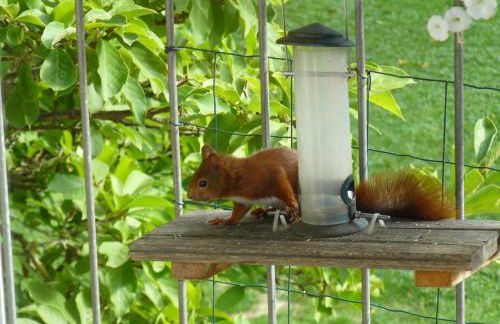 Haus Ahorn - Foto 10