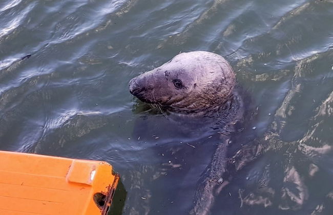 Charming Eyemouth 1-bed Apt, Sleeps 2 Near Beach - Foto 12