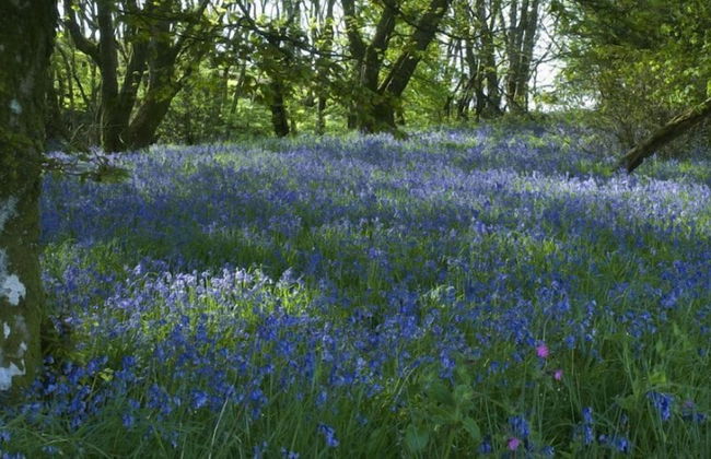 Cutlar's Lodge - Foto 24