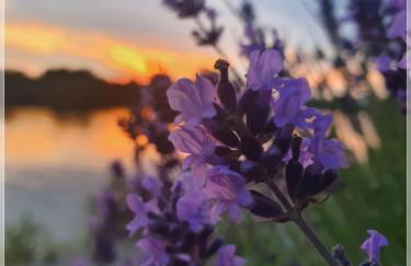 Kolev Apartments - Foto 7