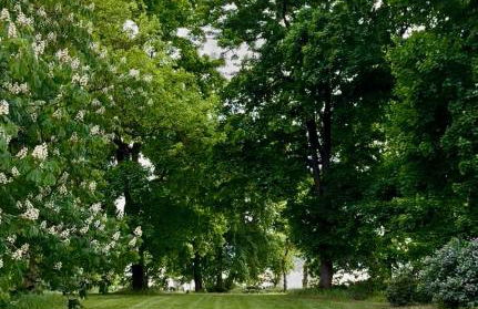 Arboris - Retreat into the open - Photo 51