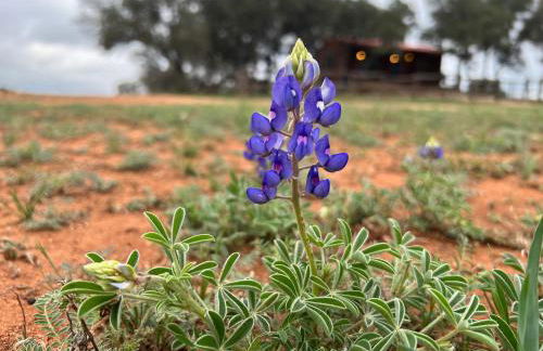 Hickory Ridge Hideaway Cabin - Romantic, Peaceful - Photo 16