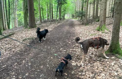 Morgensonne - Foto 25