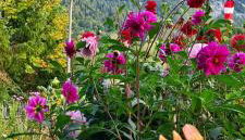 Ferienwohnung Diechtler inkl. Chiemgaukarte - Foto 3