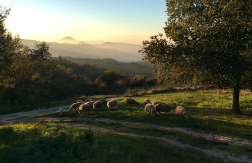 Fattoria Bio L'A Ceccoli - Foto 22