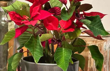 Landhaus Brigitte - Photo 12