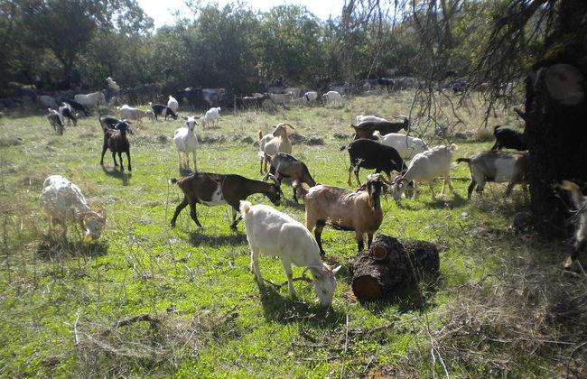 Holiday Home With Garden in Leonidio - Foto 37