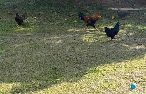 Chácara Andorinhas São Pedro SP - Foto 11