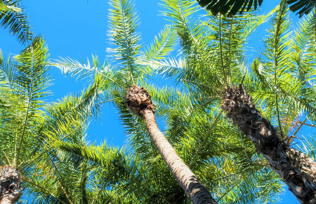 Siesta Palms By the Beach - Photo 76