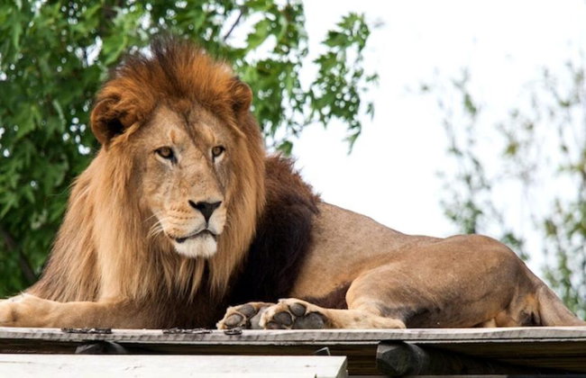 Ravenna: Safari Ravenna Entrance Ticket - Foto 1