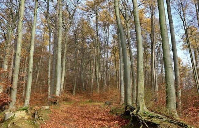 Apartment in Lowensen With Private Terrace - Foto 36