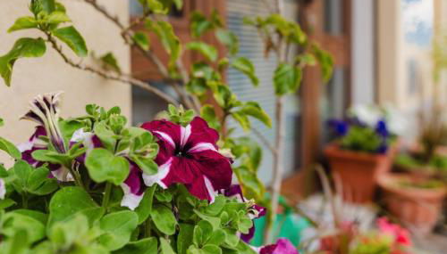 Ai Cannola - Calatafimi Segesta - Foto 3