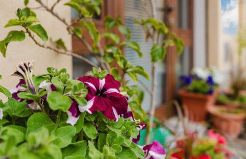 Ai Cannola - Calatafimi Segesta - Foto 3