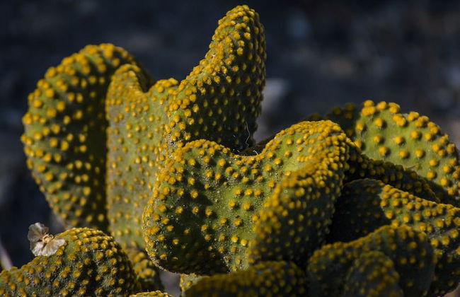 Cortijo 4 Elementos - Foto 29