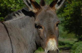 Agriturismo I Leprotti - Photo 66