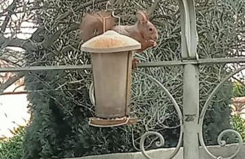 petite maison avec jardin calme - Photo 4
