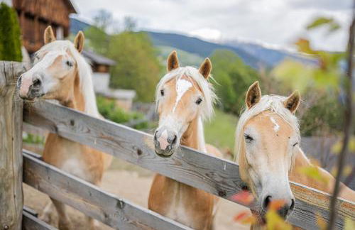 Appartement Birkenhof - Foto 12