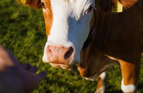 Relax Appartment Walchensee - Foto 24