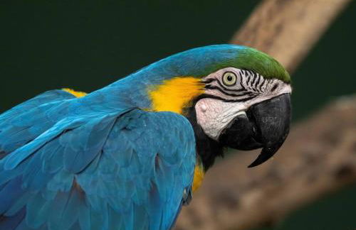 GO 937 - Studio Central, faça tudo a pé - Foto 5